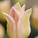 Tulipa fleur de lis 'Elegant Lady' PB 4